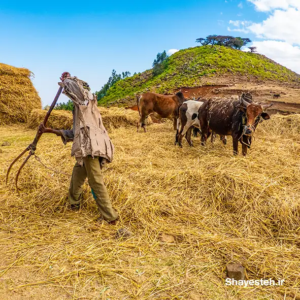 RESEARCH ON IMPROVING AGRICULTURAL YIELDS IN AFRICA